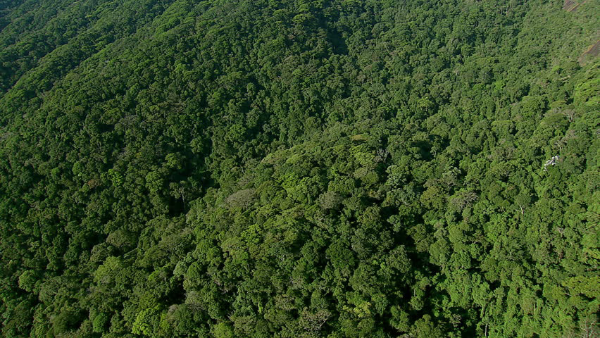 nepali-jungle