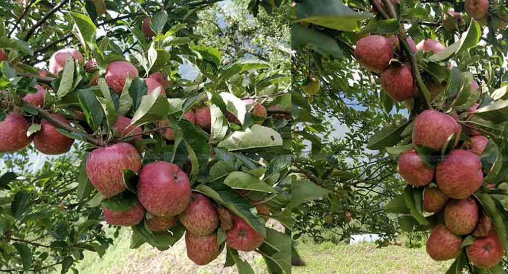 Apple In Bajura Nepal