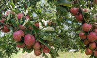 Apple In Bajura Nepal