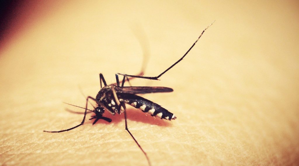 mosquitoe Lamkhutte