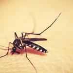 mosquitoe Lamkhutte