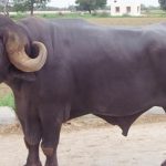 buffello Rago