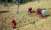 Agriculture in Nepal