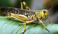 Locusts salaha kira