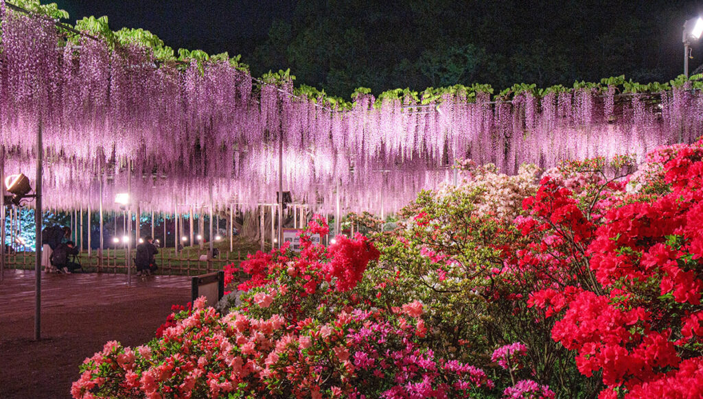 Aashikaga flower park Japan