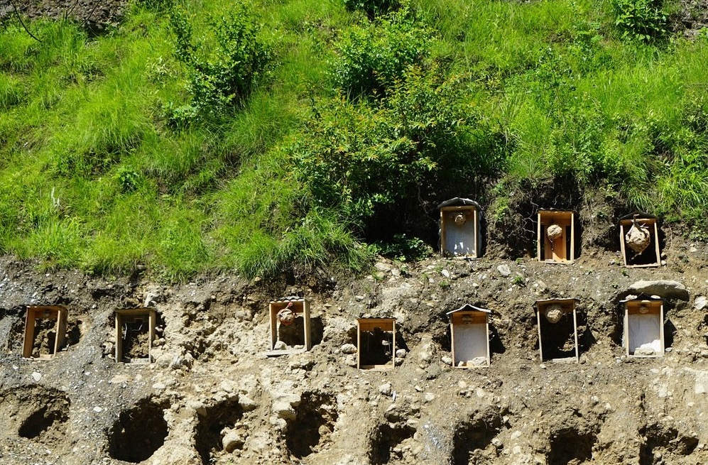 Aringal Palan