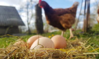 egg chicken