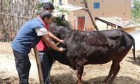 Lumpy Skin in Jhapa Nepal