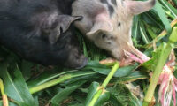 pig